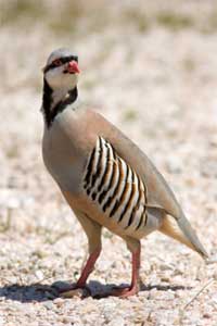 chukar on the road
